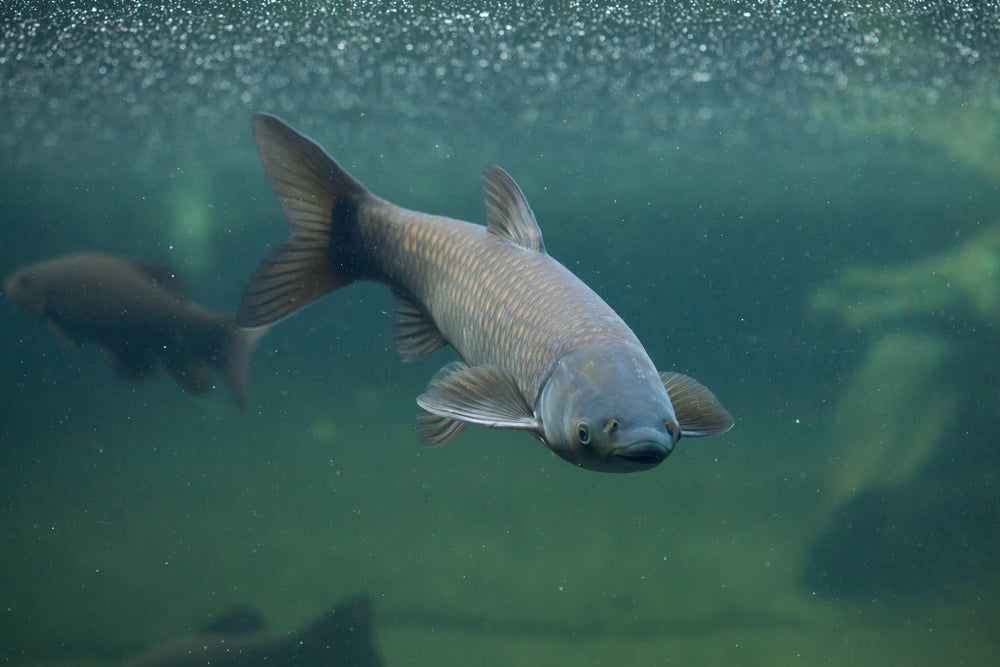 Fish that eat algae in a pond hotsell