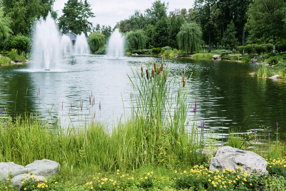 lake weeds