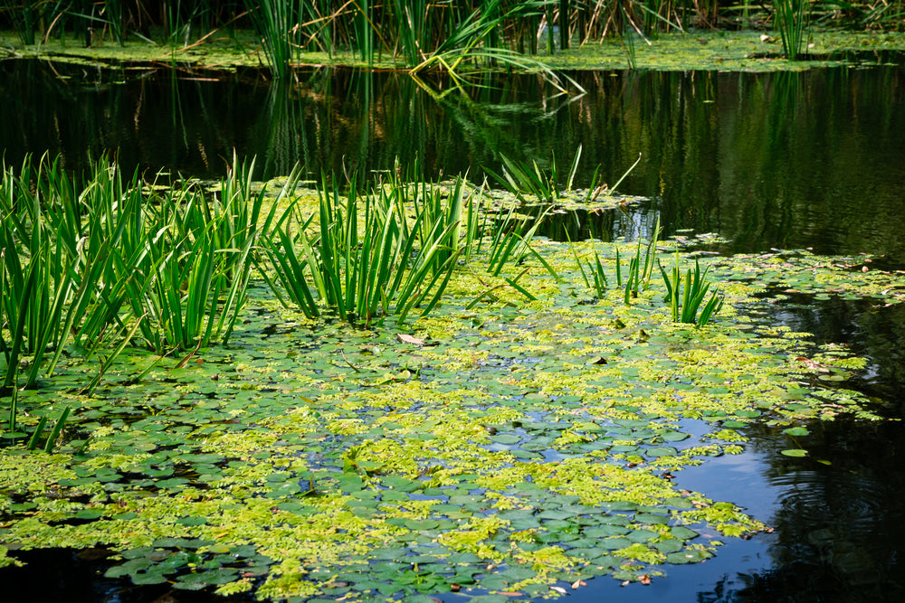 water weeds