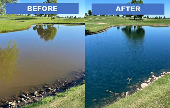 pond dye before and after